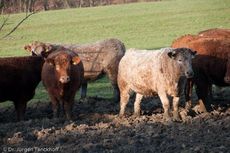 Hausrind (157 von 174).jpg